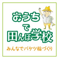 バケツで米づくり体験