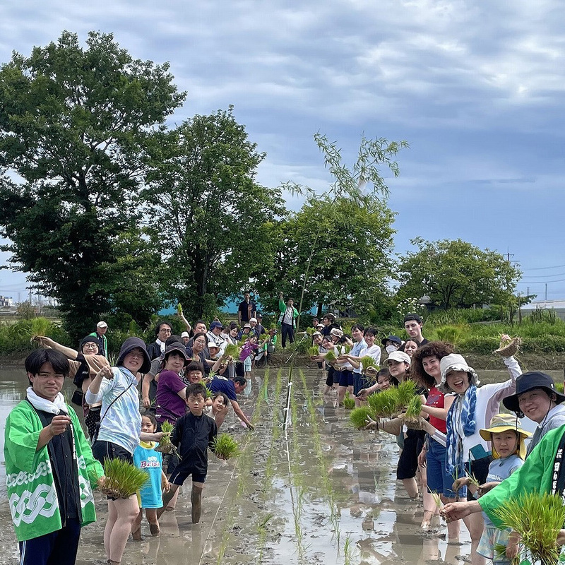 昔ながらの手植えで田植えをします