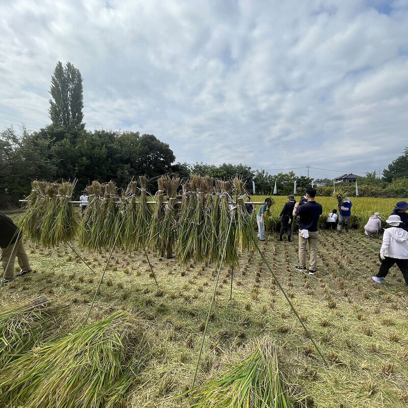 収穫は昔ながらの手刈を体験
