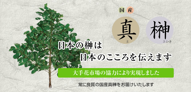 国産真榊　日本の榊は日本のこころを伝えます